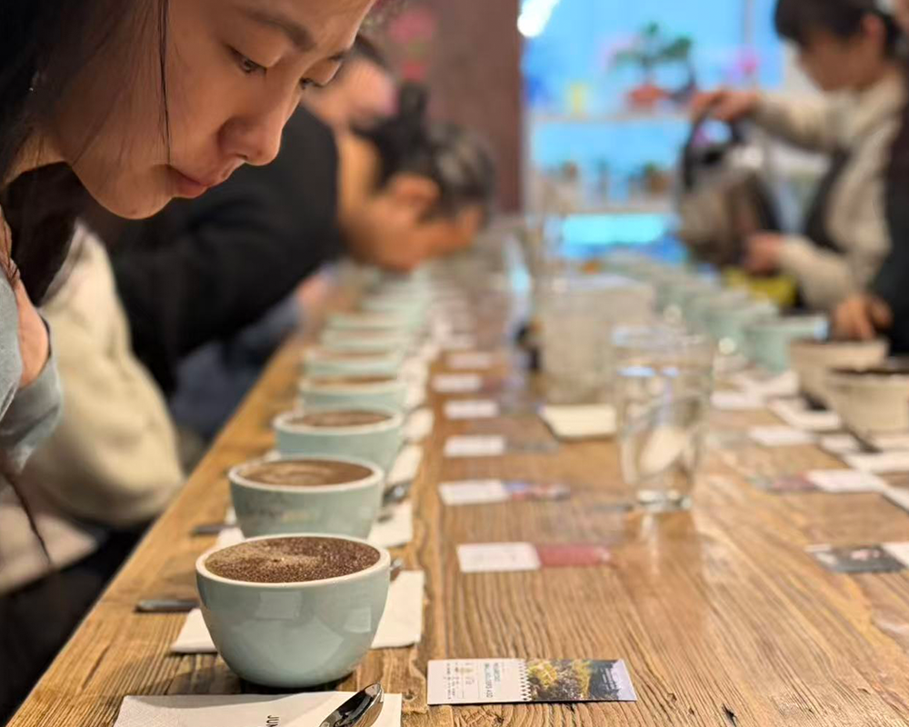 Catadores evaluando muestras de café en mesa de cupping