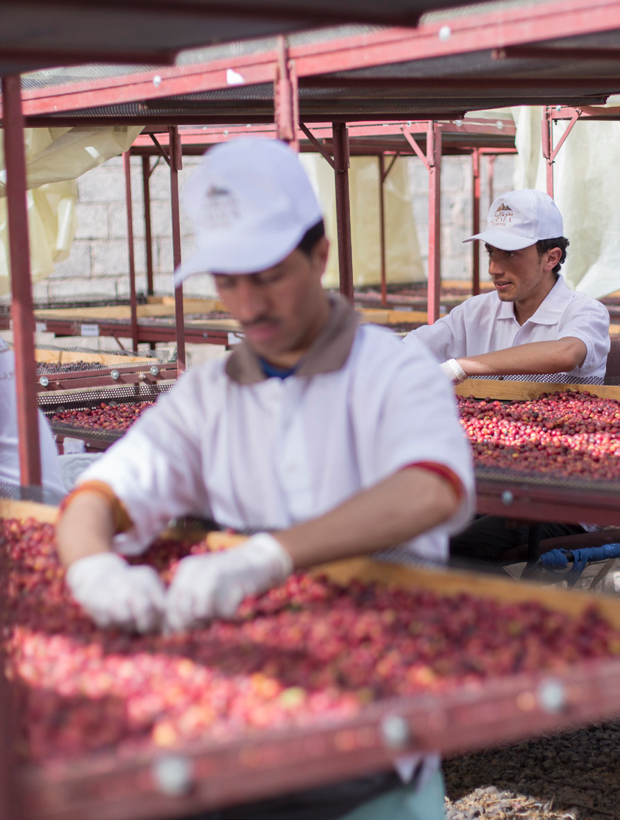 Equipo de Qima Coffee clasificando cerezas de café